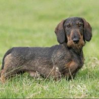 Dachshund (Standard & Miniature) - Both