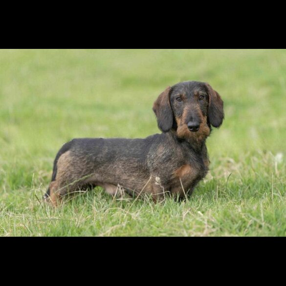 Dachshund (Standard &amp; Miniature) - Both