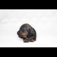 Dachshund (Standard &amp; Miniature) - Both