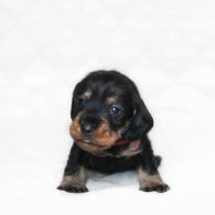 Dachshund (Standard & Miniature) - Both