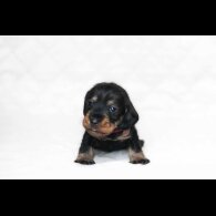 Dachshund (Standard &amp; Miniature) - Both