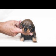 Dachshund (Standard &amp; Miniature) - Both