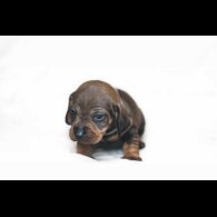 Dachshund (Standard &amp; Miniature) - Both