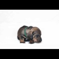 Dachshund (Standard &amp; Miniature) - Both