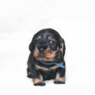 Dachshund (Standard & Miniature) - Both