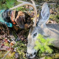 Dachshund (Standard & Miniature) - Both