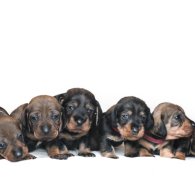 Dachshund (Standard & Miniature) - Both