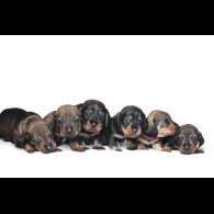 Dachshund (Standard &amp; Miniature) - Both