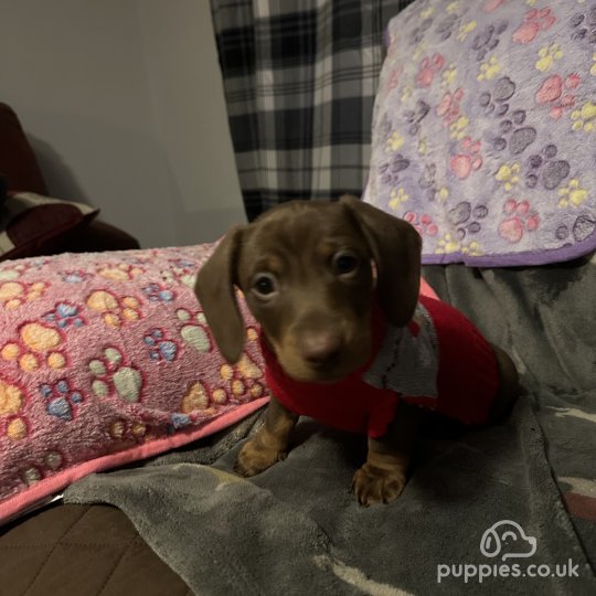 Dachshund (Standard & Miniature) - Both