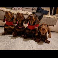 Dachshund (Standard &amp; Miniature) - Both