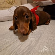 Dachshund (Standard & Miniature) - Both