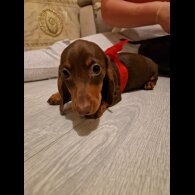 Dachshund (Standard &amp; Miniature) - Both