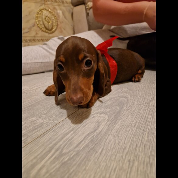 Dachshund (Standard &amp; Miniature) - Both