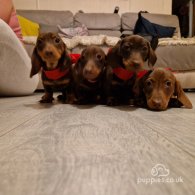 Dachshund (Standard & Miniature) - Both