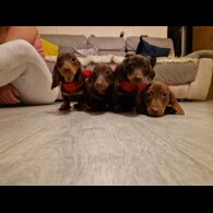 Dachshund (Standard &amp; Miniature) - Both