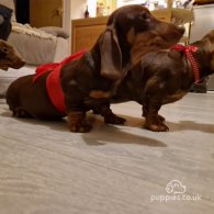 Dachshund (Standard & Miniature) - Both