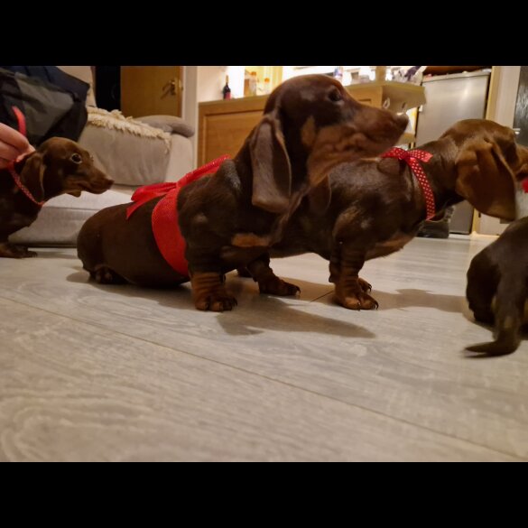 Dachshund (Standard &amp; Miniature) - Both