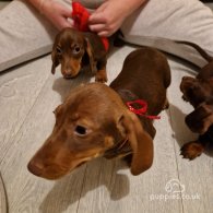 Dachshund (Standard & Miniature) - Both