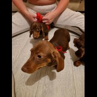 Dachshund (Standard &amp; Miniature) - Both