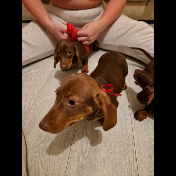 Dachshund (Standard &amp; Miniature) - Both