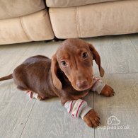 Dachshund (Standard & Miniature) - Both