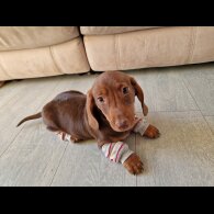 Dachshund (Standard &amp; Miniature) - Both