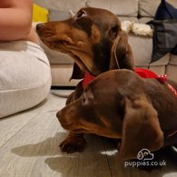 Dachshund (Standard & Miniature) - Both