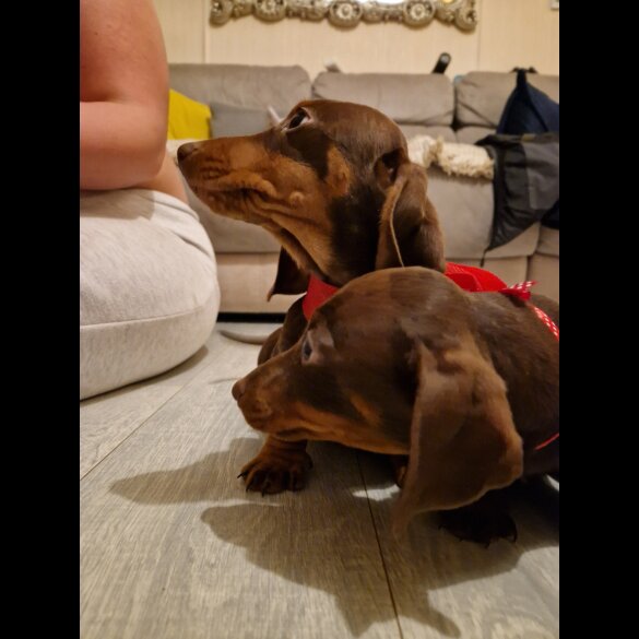 Dachshund (Standard &amp; Miniature) - Both