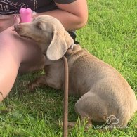 Dachshund (Standard & Miniature) - Both