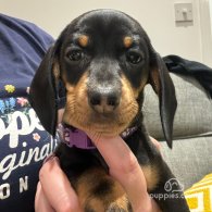 Dachshund (Standard & Miniature) - Both