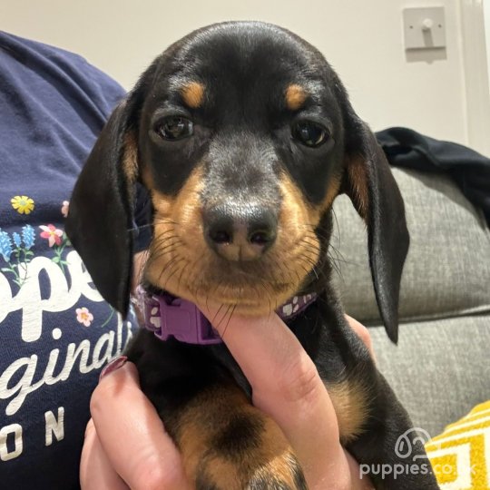 Dachshund (Standard & Miniature) - Both