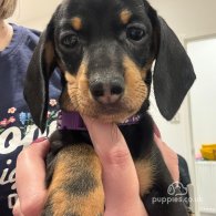 Dachshund (Standard & Miniature) - Both