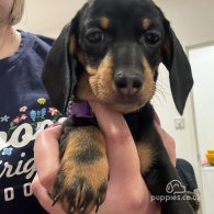 Dachshund (Standard & Miniature) - Both