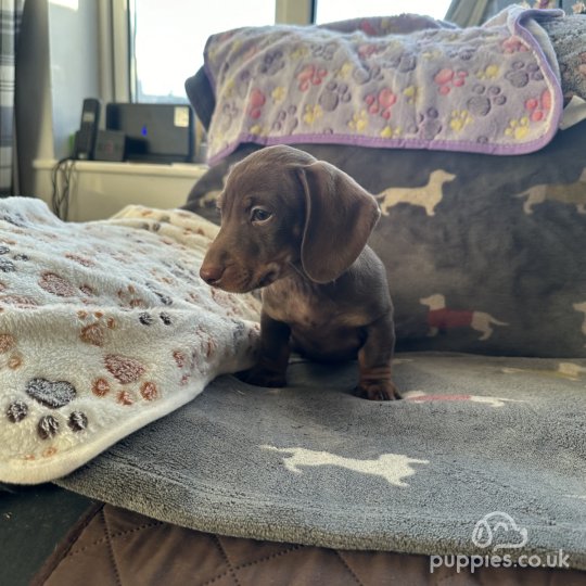 Dachshund (Standard & Miniature) - Both