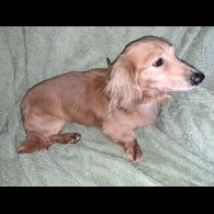 Dachshund (Standard &amp; Miniature)