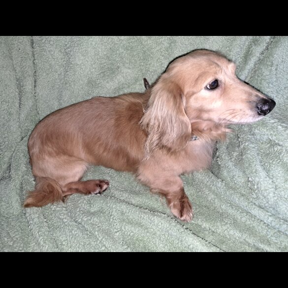 Dachshund (Standard &amp; Miniature)