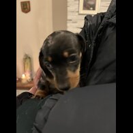 Dachshund (Standard &amp; Miniature) - Both