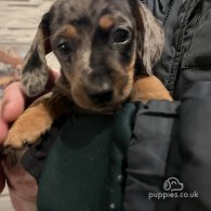 Dachshund (Standard & Miniature) - Both