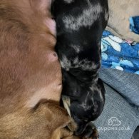 Dachshund (Standard & Miniature) - Both