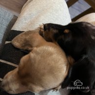 Dachshund (Standard & Miniature) - Both