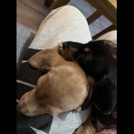 Dachshund (Standard &amp; Miniature) - Both