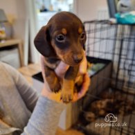 Dachshund (Standard & Miniature) - Both