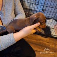 Dachshund (Standard & Miniature) - Both