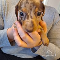 Dachshund (Standard & Miniature) - Both