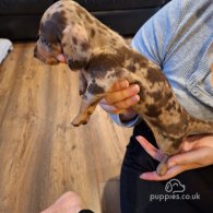 Dachshund (Standard & Miniature) - Both