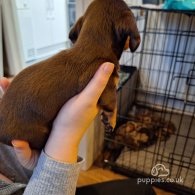 Dachshund (Standard & Miniature) - Both