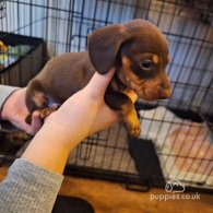 Dachshund (Standard & Miniature) - Both