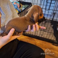 Dachshund (Standard & Miniature) - Both