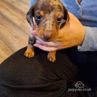 Dachshund (Standard & Miniature) - Both