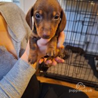 Dachshund (Standard & Miniature) - Both